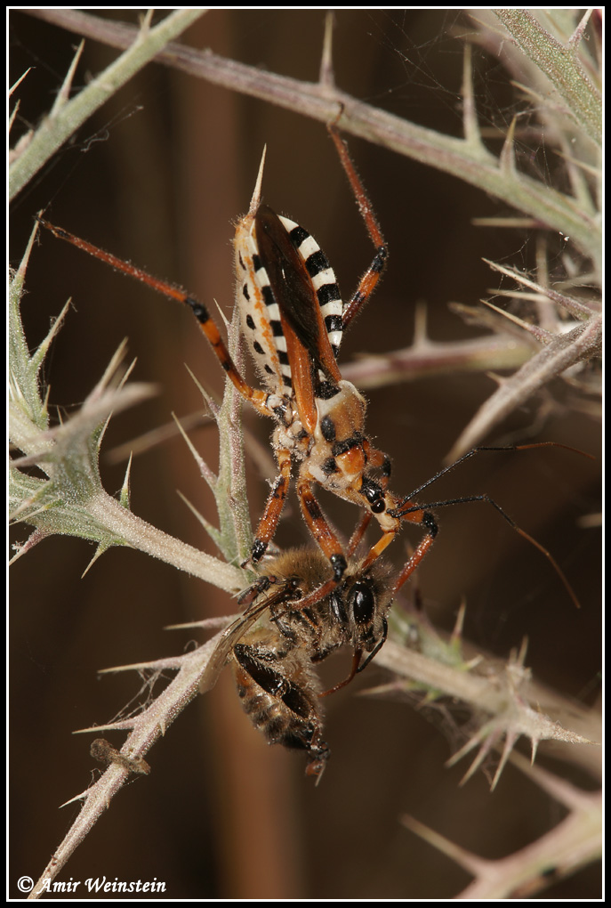 Is Any parental care within Rhynocoris punctiventris